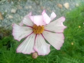 尖萼茜樹 尖萼茜樹