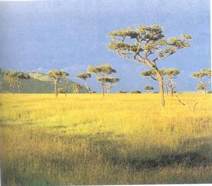 熱帶稀樹大草原