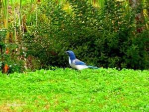 西叢鴉落基山亞種