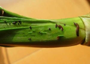 白菜野蛞蝓 白菜野蛞蝓