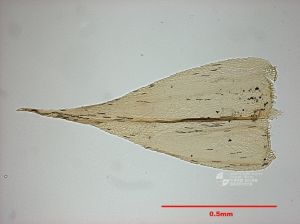 匙葉木蘚 匙葉木蘚