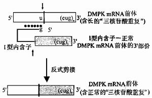 反式剪接 反式剪接