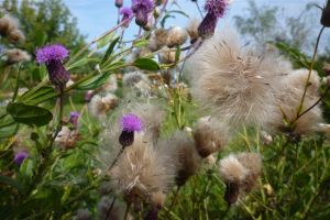 二色蒲公英 二色蒲公英