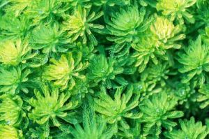 胭脂藻科 胭脂藻科