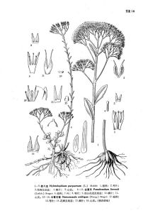 長萼石蓮 長萼石蓮