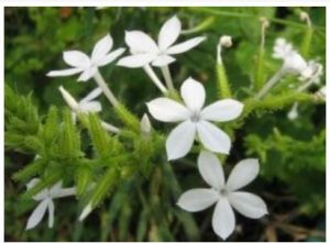 白花丹目 白花丹目