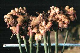 北緯27度姜 北緯27度姜