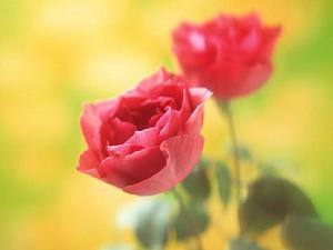 （圖）聖誕玫瑰