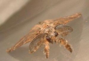 顯紋毒蛾 顯紋毒蛾