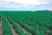 公司有機枸杞基地