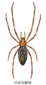 肩斑銀鱗蛛