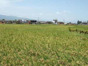 寶善村自然村 寶善村自然村