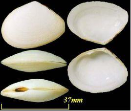 透明美麗蛤 透明美麗蛤