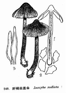 肝褐絲蓋傘 肝褐絲蓋傘