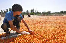 輪台縣阿克薩來鄉的農民在晾曬小白杏