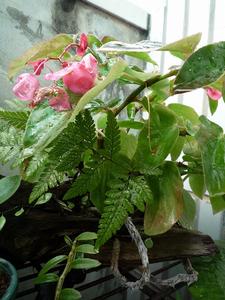 （圖）竹節海棠