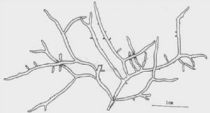 線形軟刺藻 線形軟刺藻