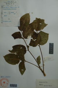 銹毛五葉參 銹毛五葉參