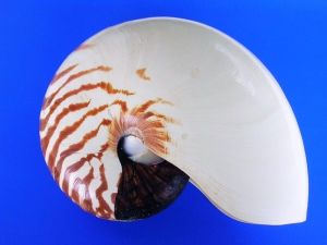 窄鸚鵡螺
