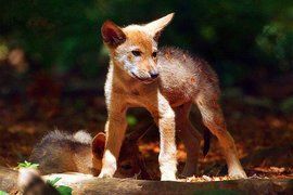 德克薩斯紅狼 德克薩斯紅狼