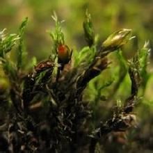 頂苞苔科 頂苞苔科