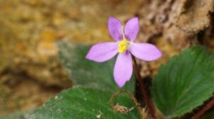 紫花短筒苣苔 紫花短筒苣苔