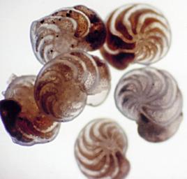 有孔蟲類 有孔蟲類