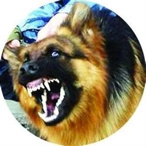 牛羊狂犬病 牛羊狂犬病