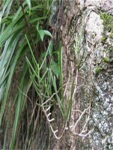 浙江釵子股 浙江釵子股