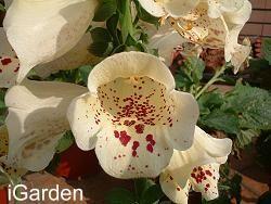 狐狸手套 狐狸手套