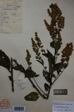 密毛奇蒿(變種) 密毛奇蒿(變種)