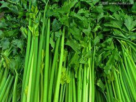 華盛頓[芹菜品種名稱]