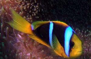 藍紋小丑 藍紋小丑