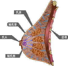 乳腺纖維瘤