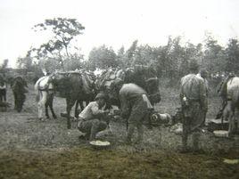 麥與士兵 麥與士兵