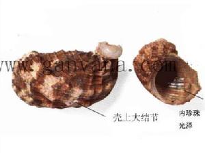 扭廣口螺 扭廣口螺