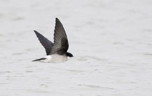 煙腹毛腳燕 煙腹毛腳燕