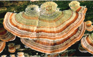 絨擬雲芝 絨擬雲芝