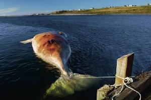 一頭因與輪船相撞而喪生的雌鯨的屍體被拴在諾瓦斯科舍灣用作科學研究。雌鯨的死亡意味著它生的小鯨也將因過早失去照料而死去。科學家們認為每年只要防止兩頭成年雌鯨的死亡就能拯救這一物種。