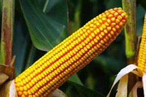 丹玉26號 丹玉26號