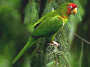 米特雷錐尾鸚鵡 米特雷錐尾鸚鵡