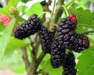 德昌桑葚 德昌桑葚