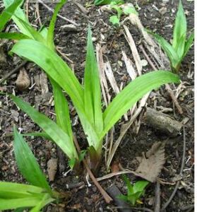 狹葉疣囊薹草 狹葉疣囊薹草