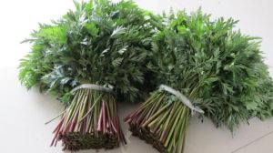 擬光葉芹組 擬光葉芹組