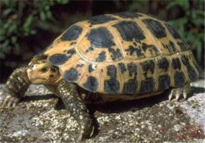 特拉凡柯陸龜 特拉凡柯陸龜