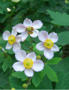 復傘銀蓮花 復傘銀蓮花