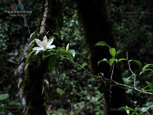長蕊木蘭 長蕊木蘭