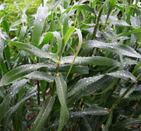 西亞香茅 西亞香茅