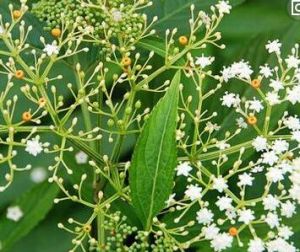 綿陽岩白菜 綿陽岩白菜