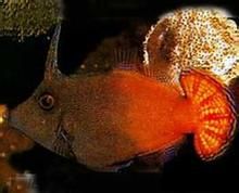 紅尾炮彈 紅尾炮彈